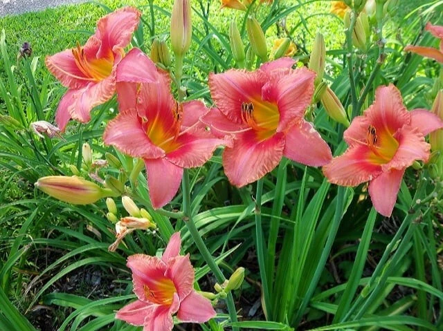 2 Red Ruffles Daylily Flower Bulbs – Perennial Outdoor Plant – Full Sun - Image 1