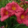 2 Red Ruffles Daylily Perennial Flower Bulbs Bare Root Plants - Outdoor Full Sun - Image 1