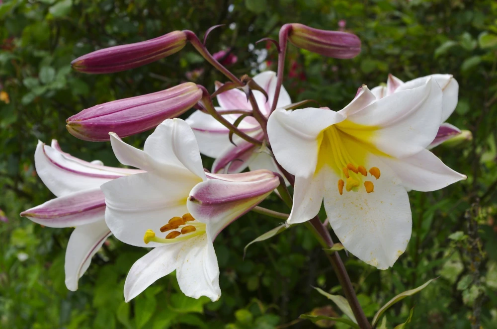 2 Regal Lily Flower Bulbs - Perennial Outdoor Plant - White, Purple, Yellow - Image 2