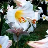 2 Regal Lily Flower Bulbs - Perennial Outdoor Plant - White, Purple, Yellow - Image 1