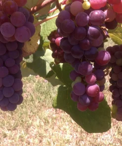 2 Reliance Seedless Grape Vine Plants - 1-2 Year Old - Pruned for Planting - Outdoor - Image 2