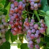 2 Reliance Seedless Grape Vine Plants - 1-2 Year Old - Pruned for Planting - Outdoor - Image 1