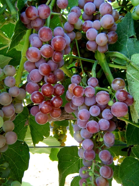 2 Reliance Seedless Grape Vine Plants - 1-2 Year Old - Pruned for Planting - Outdoor - Image 1