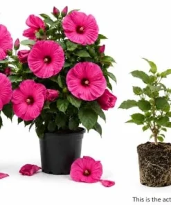 2 Rose Hibiscus Plants Live - Pink Flowering Tropical Garden, 4-6 Inch Tall - Image 2