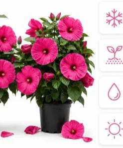 2 Rose Hibiscus Plants Live - Pink Flowering Tropical Garden, 4-6 Inch Tall - Image 4
