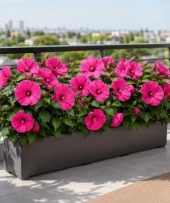 2 Rose Hibiscus Plants Live - Pink Flowering Tropical Garden, 4-6 Inch Tall - Image 5