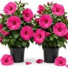 2 Rose Hibiscus Plants Live - Pink Flowering Tropical Garden, 4-6 Inch Tall - Image 1