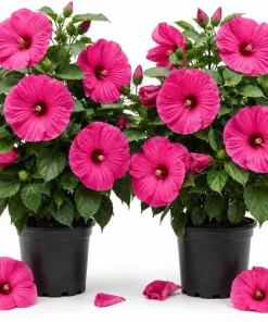 2 Rose Hibiscus Plants Live - Pink Flowering Tropical Garden, 4-6 Inch Tall - Image 1