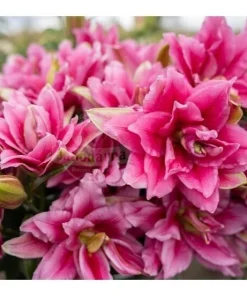 2 Roselily Ciara Lily Flower Bulbs - Double Pink & White Fragrant Outdoor Perennial - Image 2