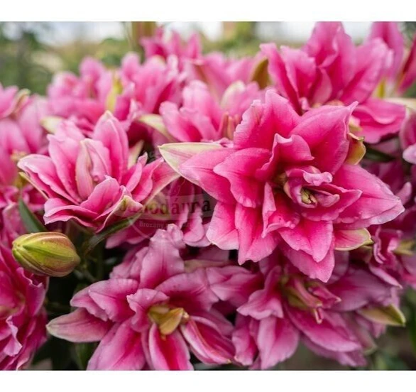 2 Roselily Ciara Lily Flower Bulbs - Double Pink & White Fragrant Outdoor Perennial - Image 2