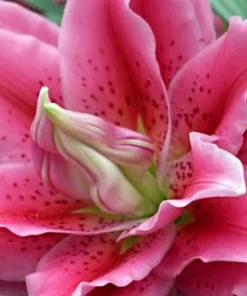 2 Roselily Ciara Lily Flower Bulbs - Double Pink & White Fragrant Outdoor Perennial - Image 3