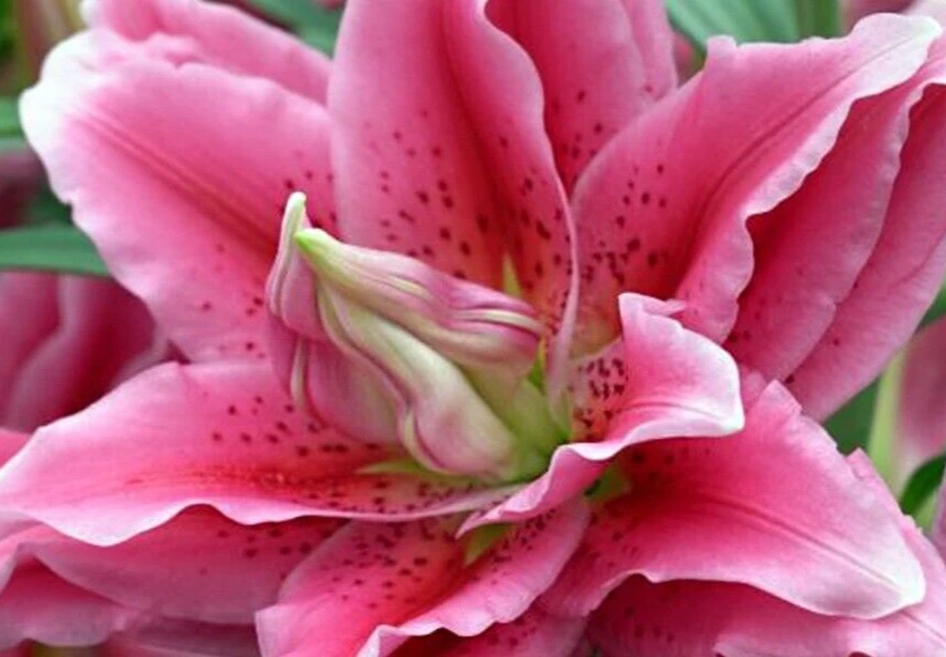 2 Roselily Ciara Lily Flower Bulbs - Double Pink & White Fragrant Outdoor Perennial - Image 3