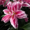 2 Roselily Ciara Lily Flower Bulbs - Double Pink & White Fragrant Outdoor Perennial - Image 1