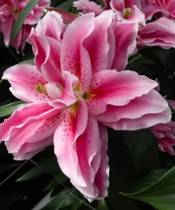 2 Roselily Ciara Lily Flower Bulbs - Double Pink & White Fragrant Outdoor Perennial - Image 1