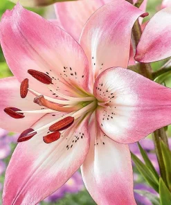2 Rosella's Dream Asiatic Lily Flower Bulbs - Pink/White Perennial Outdoor - Image 2