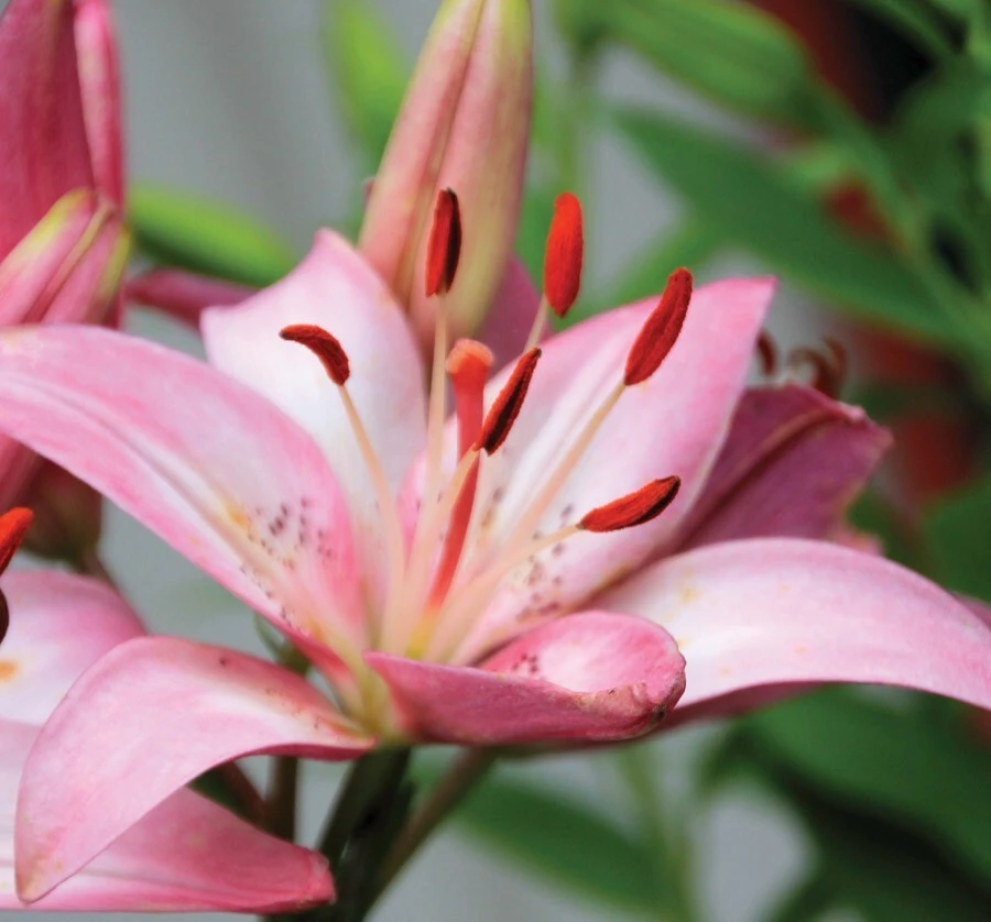 2 Rosella's Dream Asiatic Lily Flower Bulbs - Pink/White Perennial Outdoor - Image 3