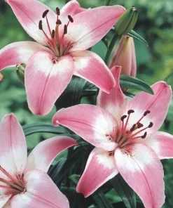 2 Rosella's Dream Asiatic Lily Flower Bulbs - Pink/White Perennial Outdoor - Image 1