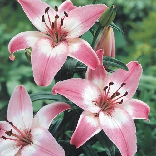 2 Rosella's Dream Asiatic Lily Flower Bulbs - Pink/White Perennial Outdoor - Image 1