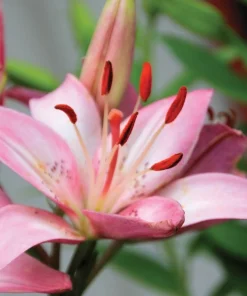 2 Rosella's Dream Asiatic Lily Flower Bulbs - Showy Perennial, Multicolor - Image 3