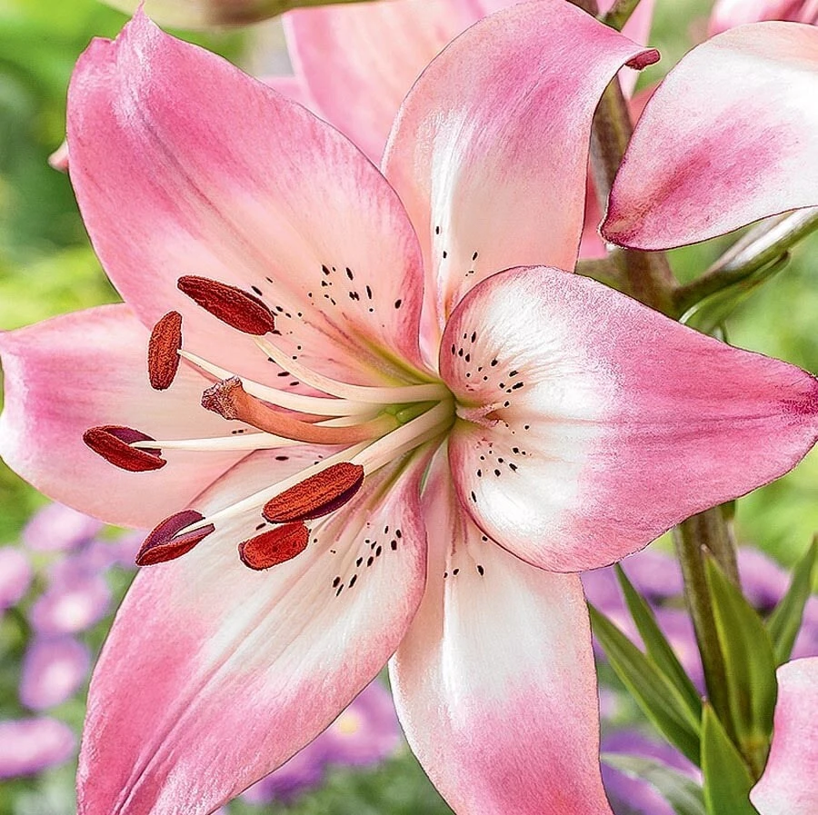 2 Rosella's Dream Asiatic Lily Flower Bulbs - Showy Perennial, Multicolor - Image 1