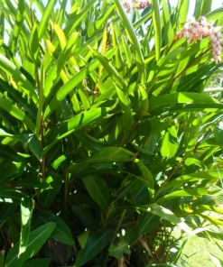 2 Shell Ginger Live Rhizome – Alpinia zerumbet Porcelain Lily Tropical Flower Plant, Fragrant Ornamental Garden Ginger - Image 2