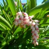 2 Shell Ginger Live Rhizome – Alpinia zerumbet Porcelain Lily Tropical Flower Plant, Fragrant Ornamental Garden Ginger - Image 1