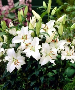 2 Siberia Oriental Lily Flower Bulbs - Large Fragrant White Perennial Blooms, Outdoor - Image 2