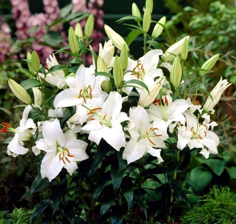 2 Siberia Oriental Lily Flower Bulbs - Large Fragrant White Perennial Blooms, Outdoor - Image 2