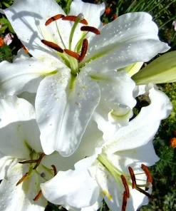 2 Siberia Oriental Lily Flower Bulbs - Large Fragrant White Perennial Blooms, Outdoor - Image 3