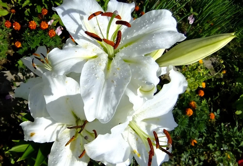 2 Siberia Oriental Lily Flower Bulbs - Large Fragrant White Perennial Blooms, Outdoor - Image 3