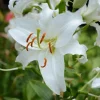 2 Siberia Oriental Lily Flower Bulbs - Large Fragrant White Perennial Blooms, Outdoor - Image 1