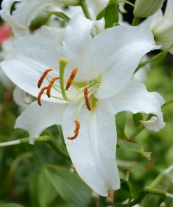2 Siberia Oriental Lily Flower Bulbs - Large Fragrant White Perennial Blooms, Outdoor - Image 1