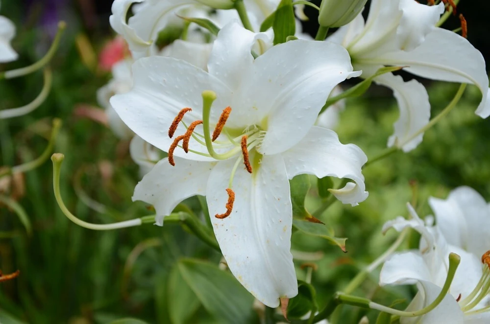 2 Siberia Oriental Lily Flower Bulbs - Large Fragrant White Perennial Blooms, Outdoor - Image 1