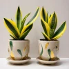 2 Snake Plants Live - Sansevieria Air Purifying Indoor Houseplants - Image 1