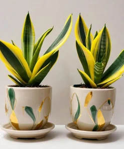 2 Snake Plants Live - Sansevieria Air Purifying Indoor Houseplants - Image 1
