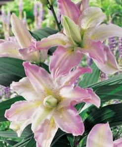 2 Soft Music Double Oriental Lily Bulbs - Pink, White, Yellow Flowers - Image 1
