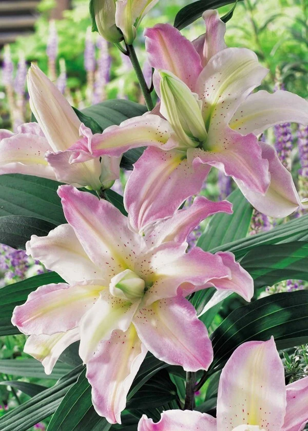 2 Soft Music Double Oriental Lily Bulbs - Pink, White, Yellow Flowers - Image 1