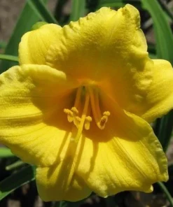 2 Stella d'Oro Daylily Live Perennial Flower Bulbs - Yellow, Outdoor - Image 2