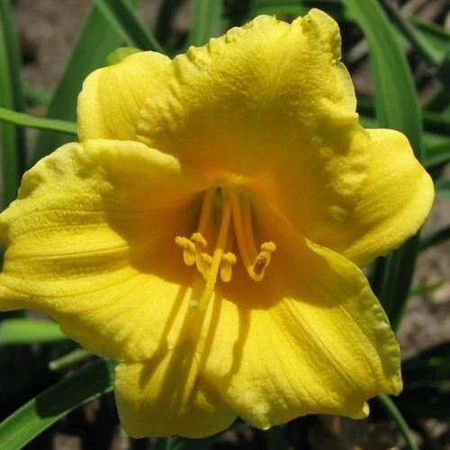 2 Stella d'Oro Daylily Live Perennial Flower Bulbs - Yellow, Outdoor - Image 2