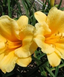 2 Stella d'Oro Daylily Live Perennial Flower Bulbs - Yellow, Outdoor - Image 3
