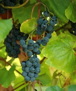 2 Sunbelt Blue Juice Grape Vine Live Plants - 1-2 Year Old - Outdoor - Image 5
