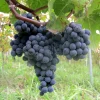 2 Sunbelt Blue Juice Grape Vine Live Plants - 1-2 Year Old - Outdoor - Image 1