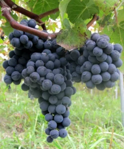 2 Sunbelt Blue Juice Grape Vine Live Plants - 1-2 Year Old - Outdoor - Image 1