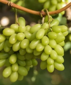 2 Thompson Seedless Grape Vine Plants - 1-2 Year Old Live Vines, Edible Fruit, Outdoor - Image 2