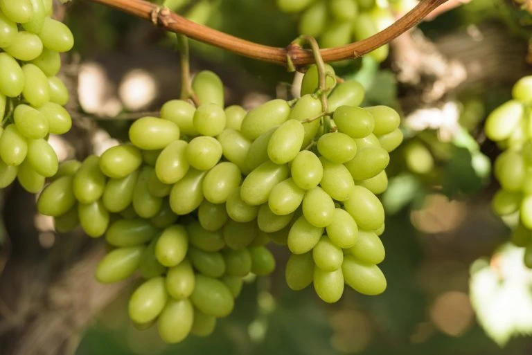 2 Thompson Seedless Grape Vine Plants - 1-2 Year Old Live Vines, Edible Fruit, Outdoor - Image 2