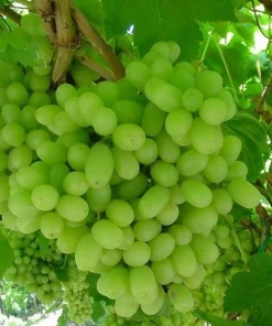 2 Thompson Seedless Grape Vine Plants - 1-2 Year Old Live Vines, Edible Fruit, Outdoor - Image 3