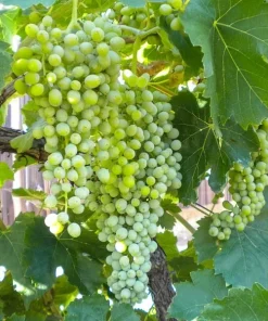 2 Thompson Seedless Grape Vine Plants - 1-2 Year Old Live Vines, Edible Fruit, Outdoor - Image 5