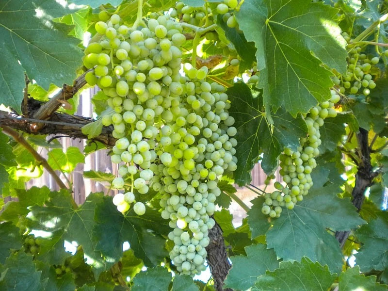 2 Thompson Seedless Grape Vine Plants - 1-2 Year Old Live Vines, Edible Fruit, Outdoor - Image 5