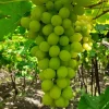 2 Thompson Seedless Grape Vine Plants - 1-2 Year Old Live Vines, Edible Fruit, Outdoor - Image 1