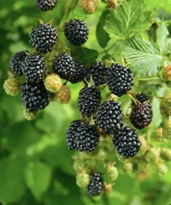 2 Thornless Ponka Blackberry Live Plants, 1-2 Year Old Berry Bushes, Outdoor - Image 3
